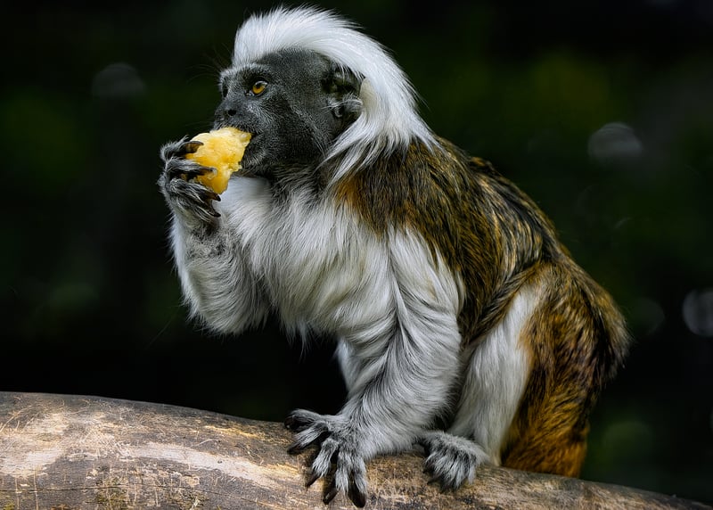 Endangered Species Protection
