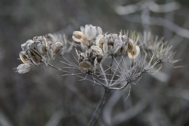 Seed Banks