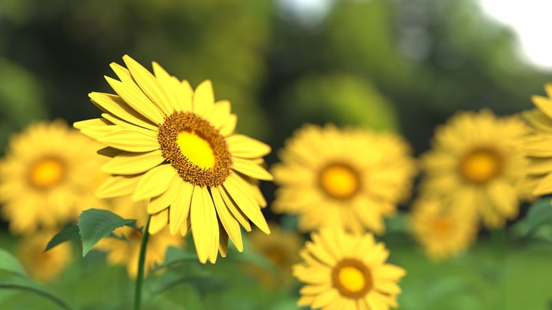 Sunflower Field