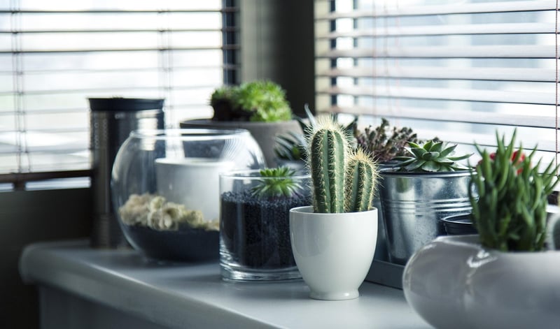 Green Potted Plants